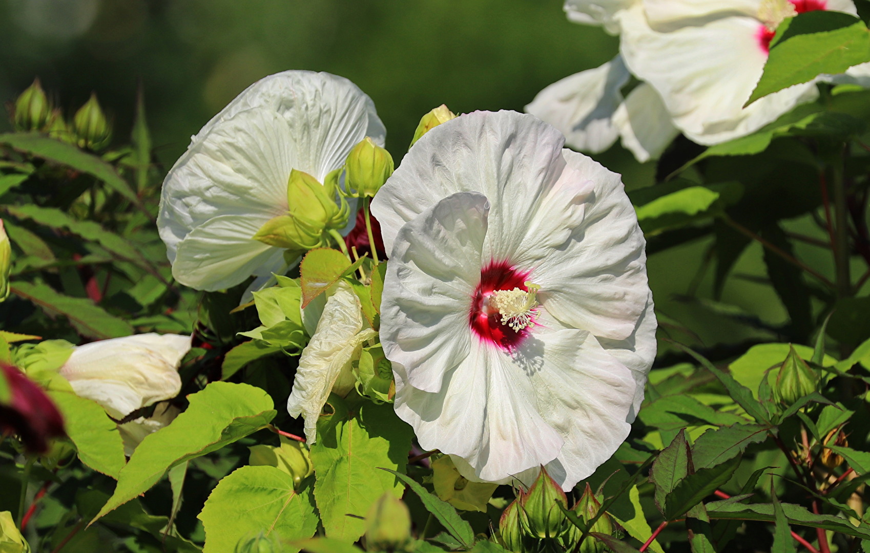 Blüten und Kleinpflanzen (allgemein)