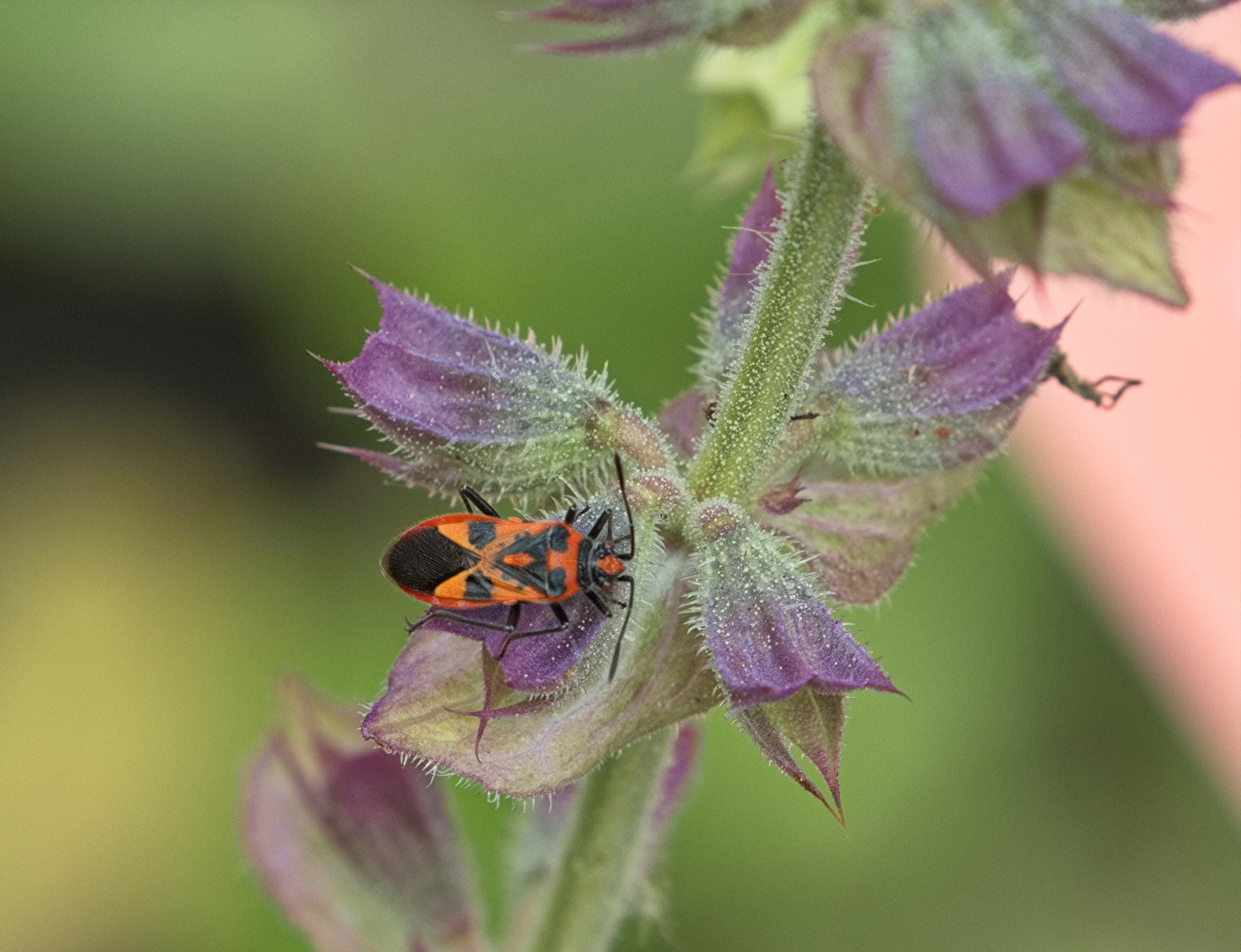 Blüten und Kleinpflanzen (allgemein)
