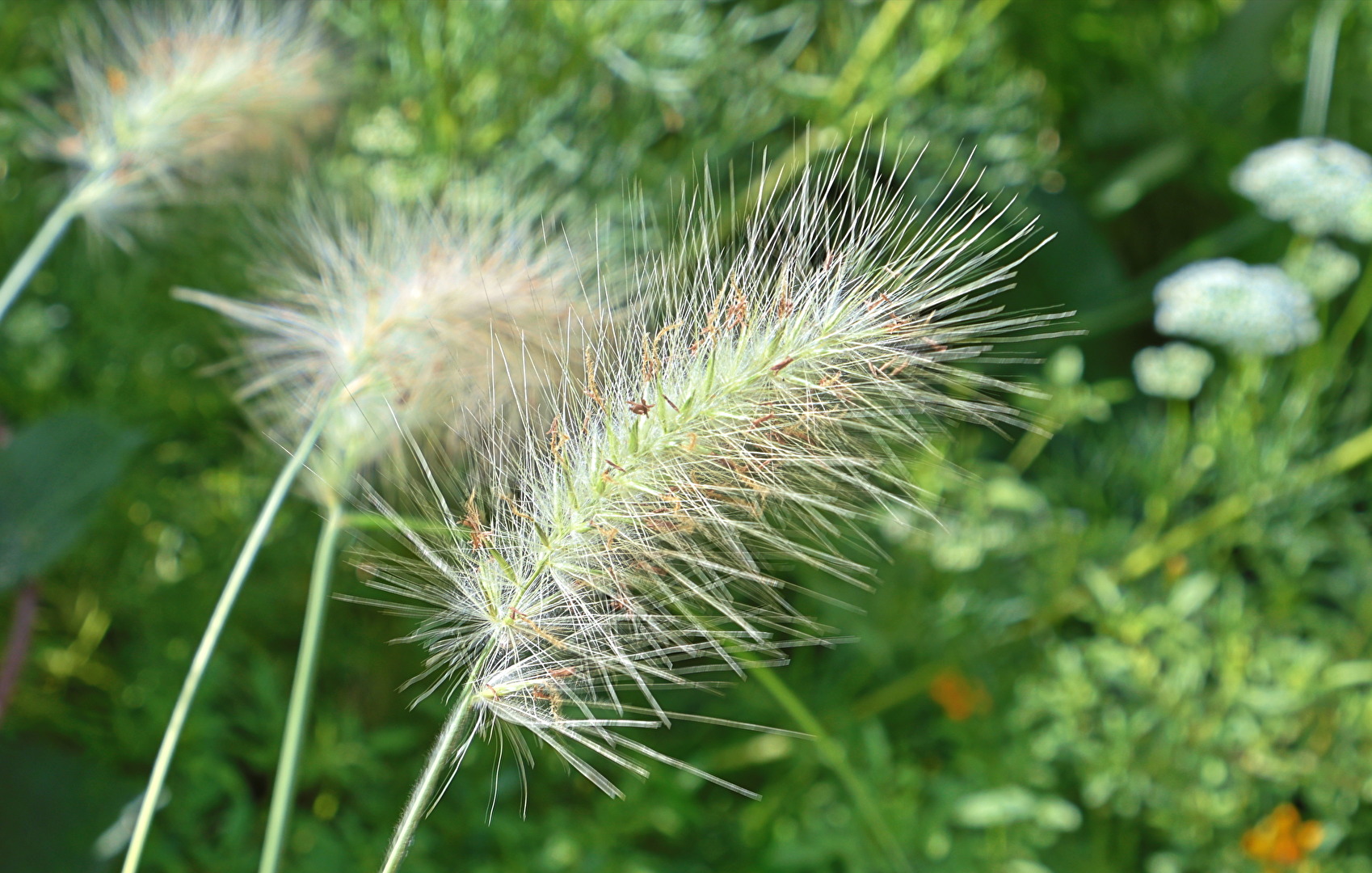 Blüten und Kleinpflanzen (allgemein)