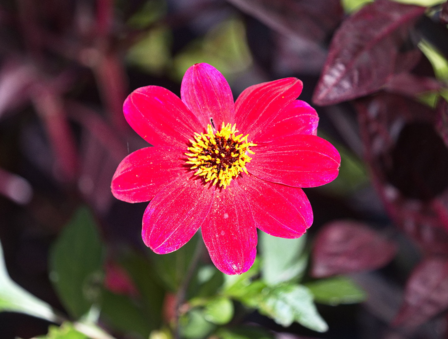 Blüten und Kleinpflanzen (allgemein)