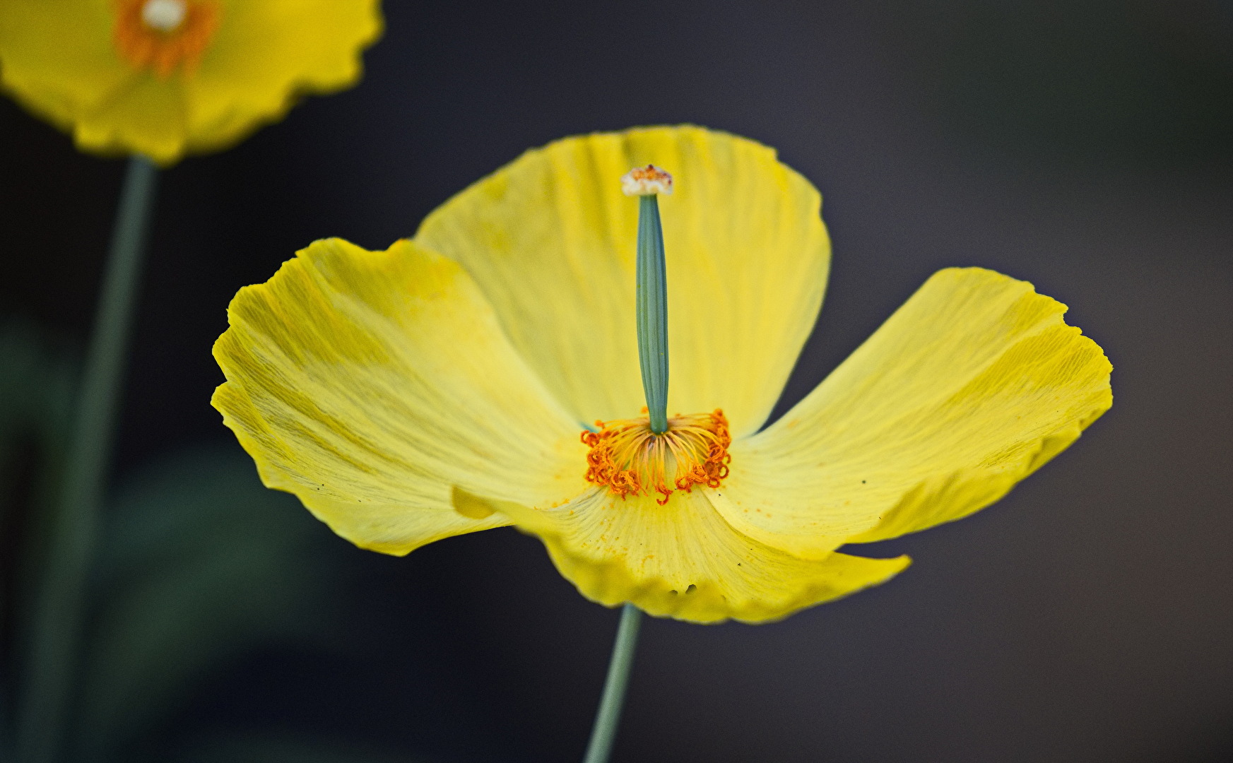 Blüten und Kleinpflanzen (allgemein)