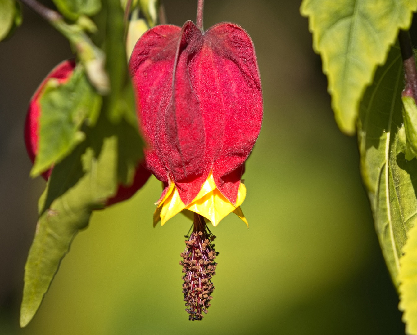 Blüten und Kleinpflanzen (allgemein)