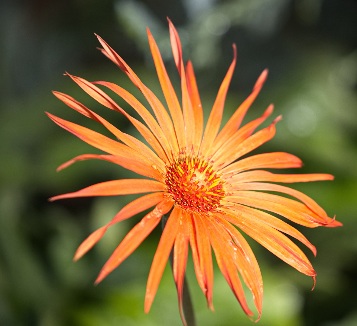 Blüten und Kleinpflanzen (allgemein)