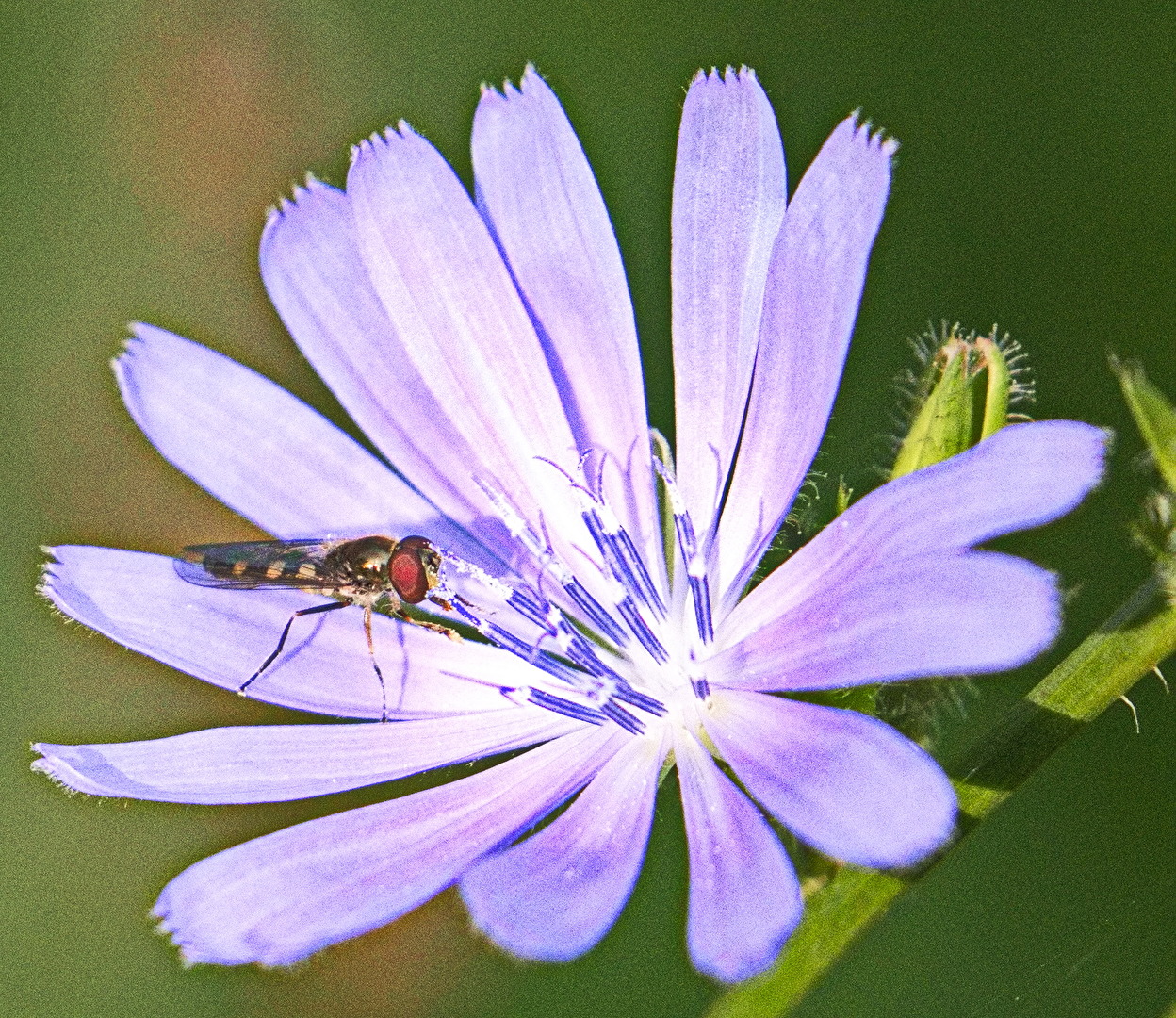 Blüten und Kleinpflanzen (allgemein)
