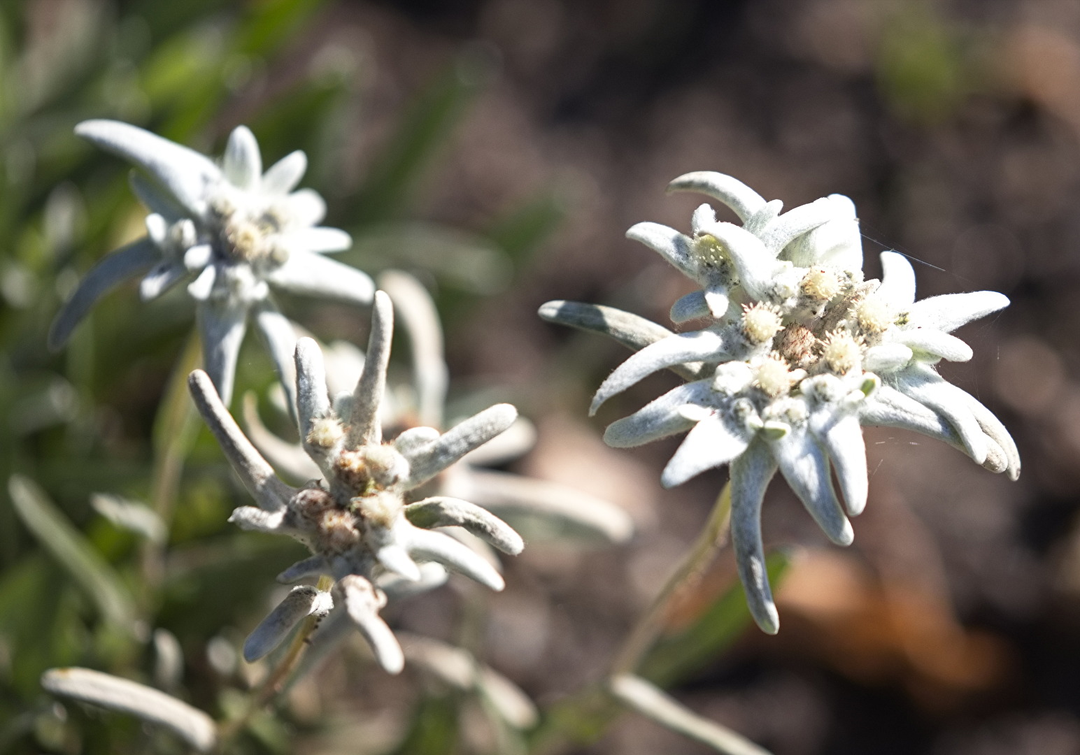 Blüten und Kleinpflanzen (allgemein)