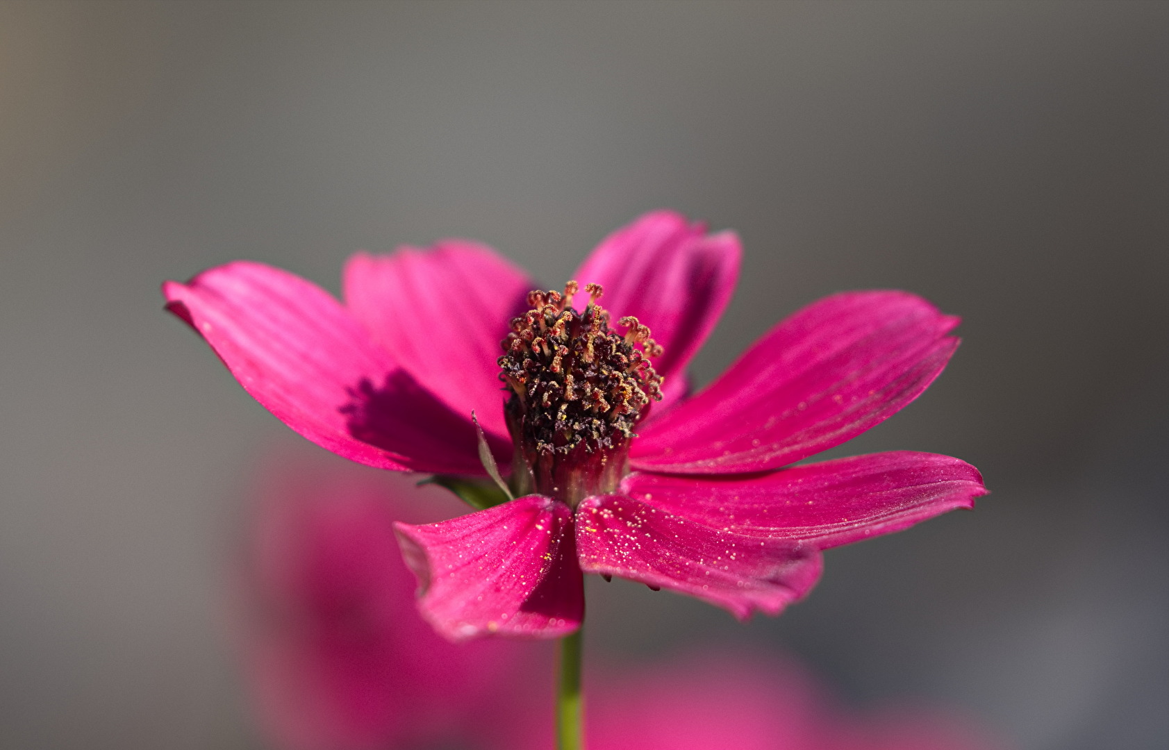 Blüten und Kleinpflanzen (allgemein)