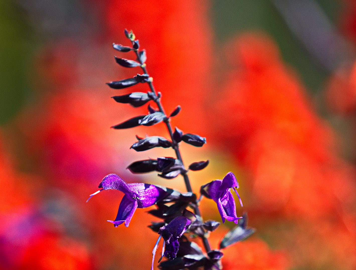 Blüten und Kleinpflanzen (allgemein)