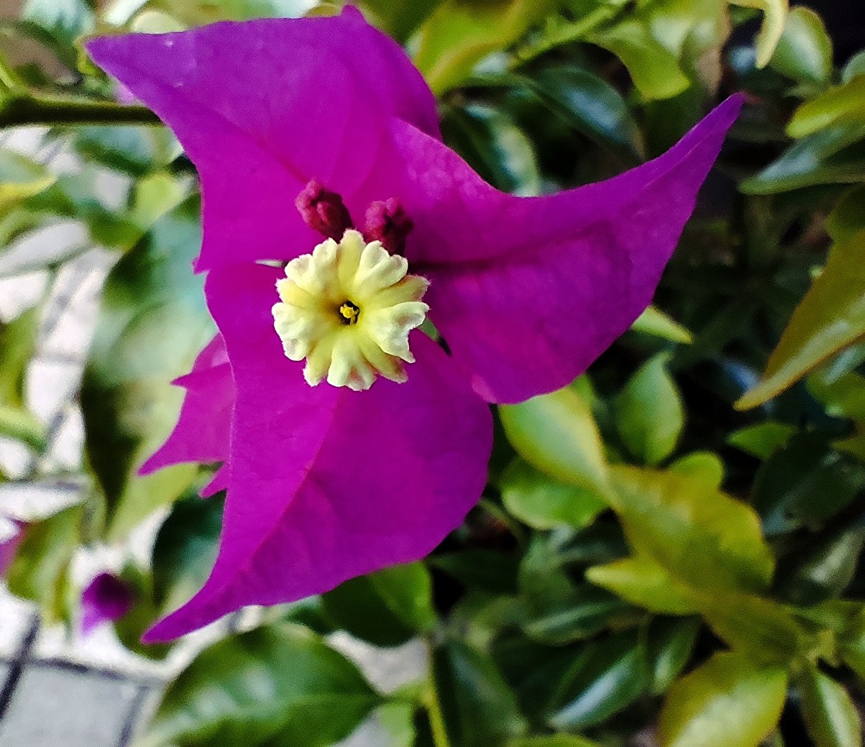 Bougainvillea
