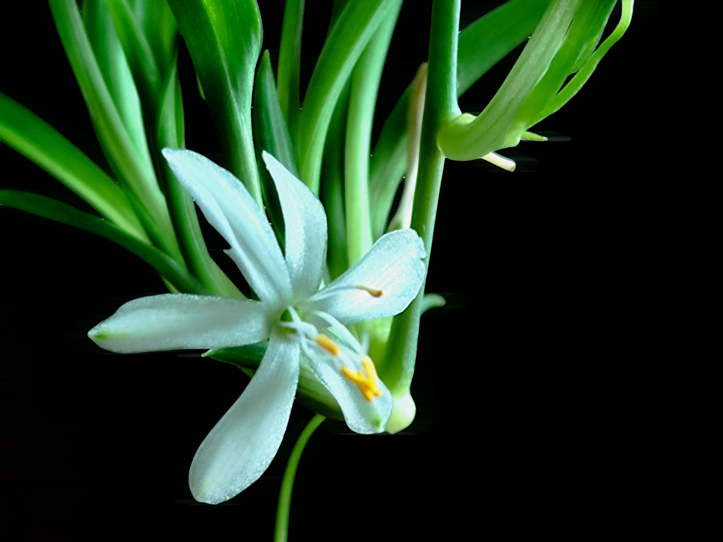 Blüte der Grünlilie