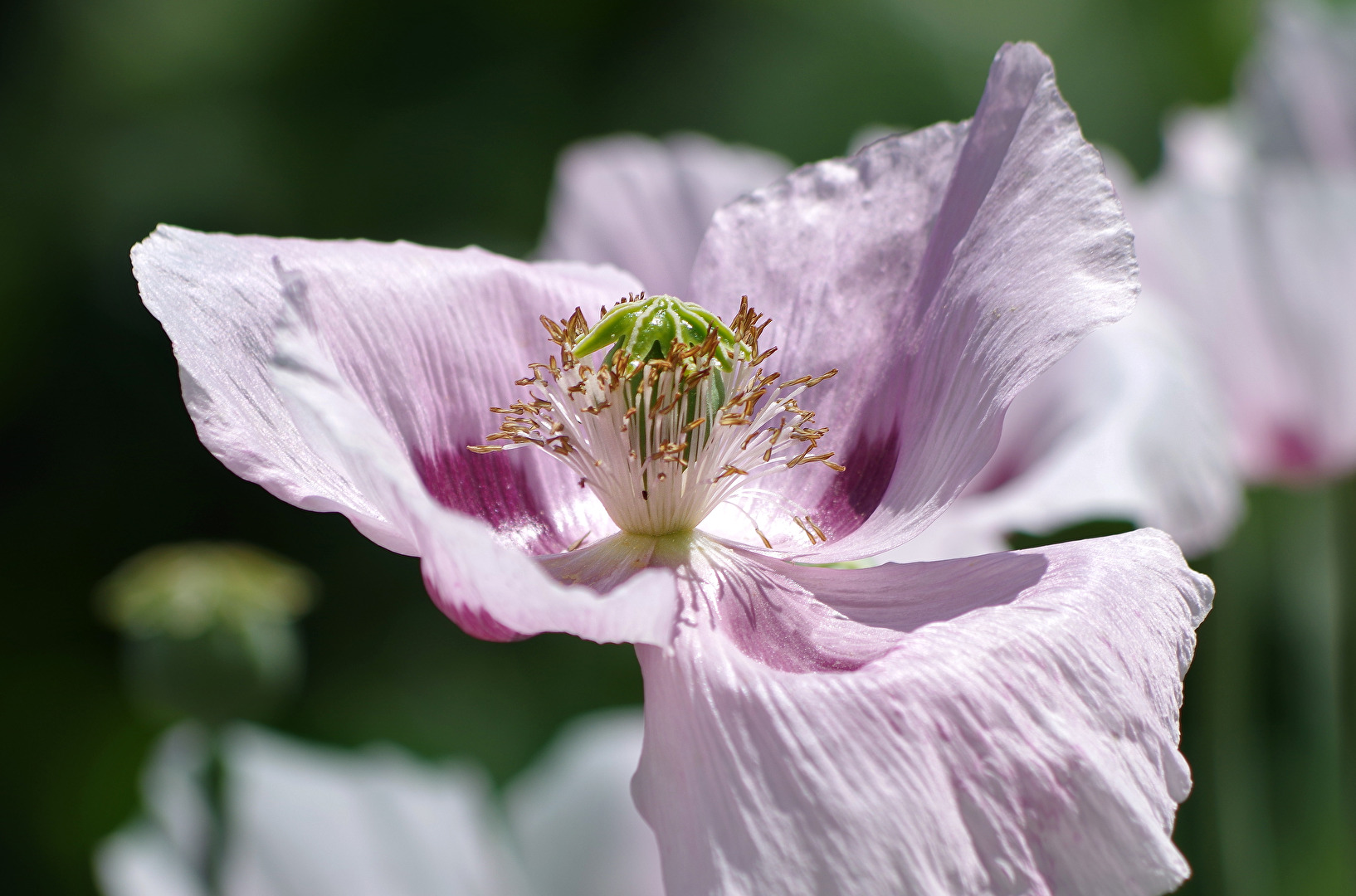 Ein Herz für Blumen
