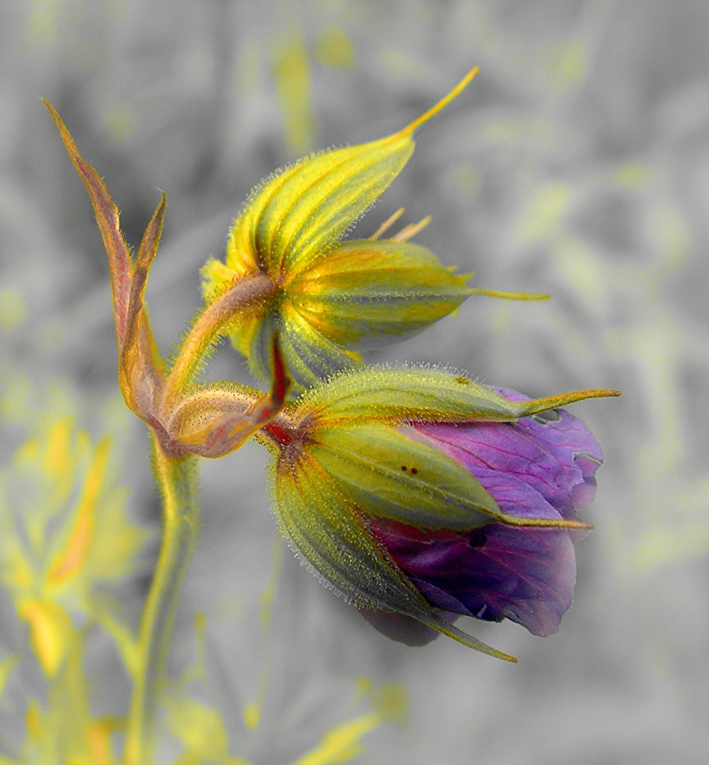 Blüten und Kleinpflanzen (allgemein)