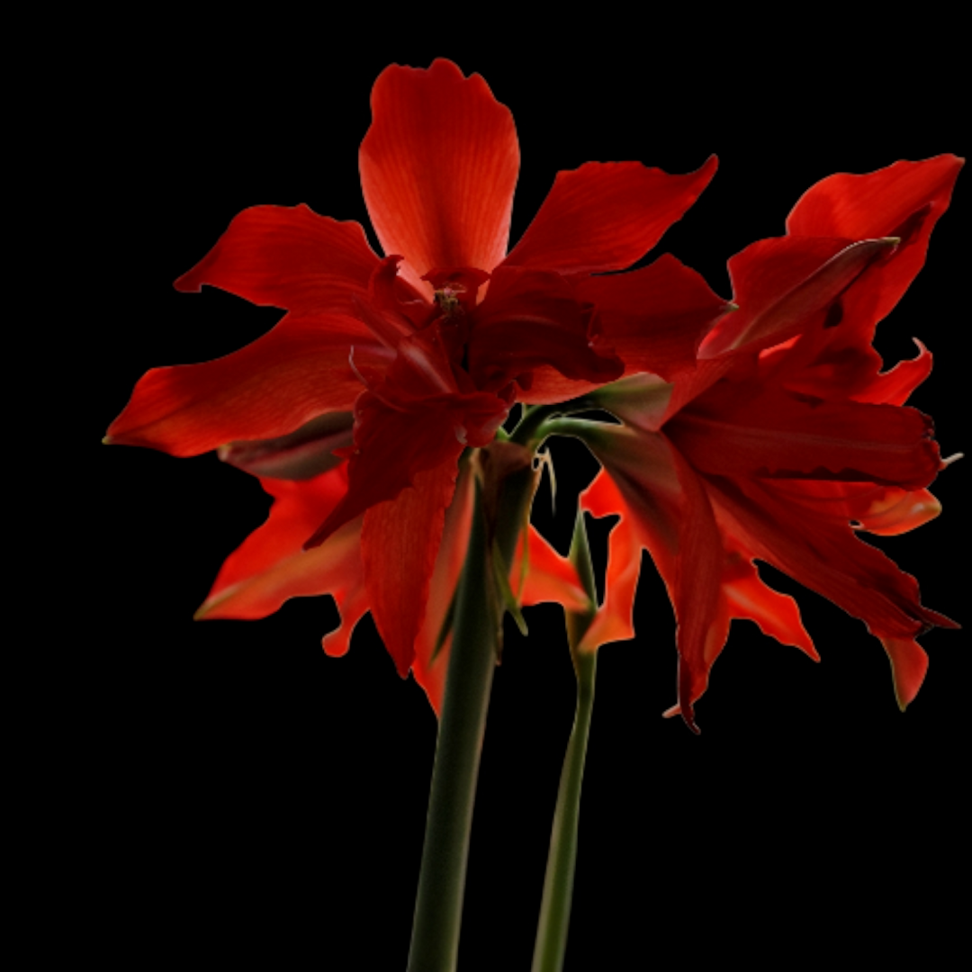 rot trifft auf schwarz