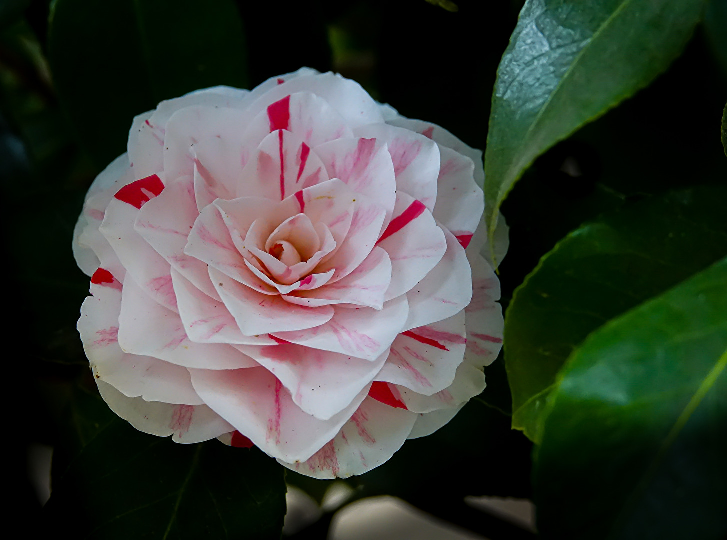 was ist das für eine Blüte