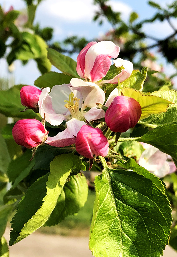 Frühling Apfel