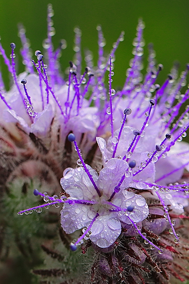 Bienenfreund, Phacelia