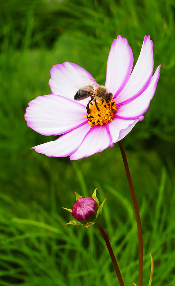 Cosmea