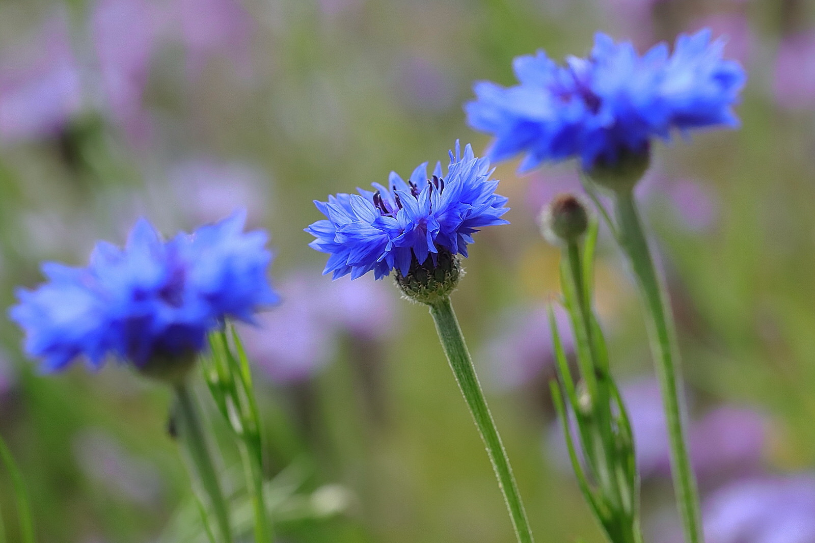 Blau...Blau...Blau !