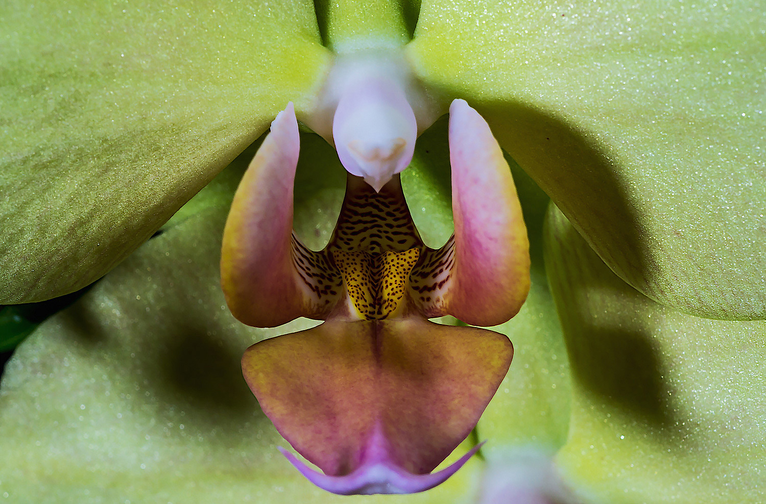 Orchidee