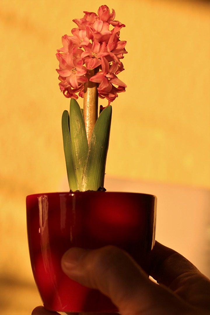 Hyazinte einmal anders