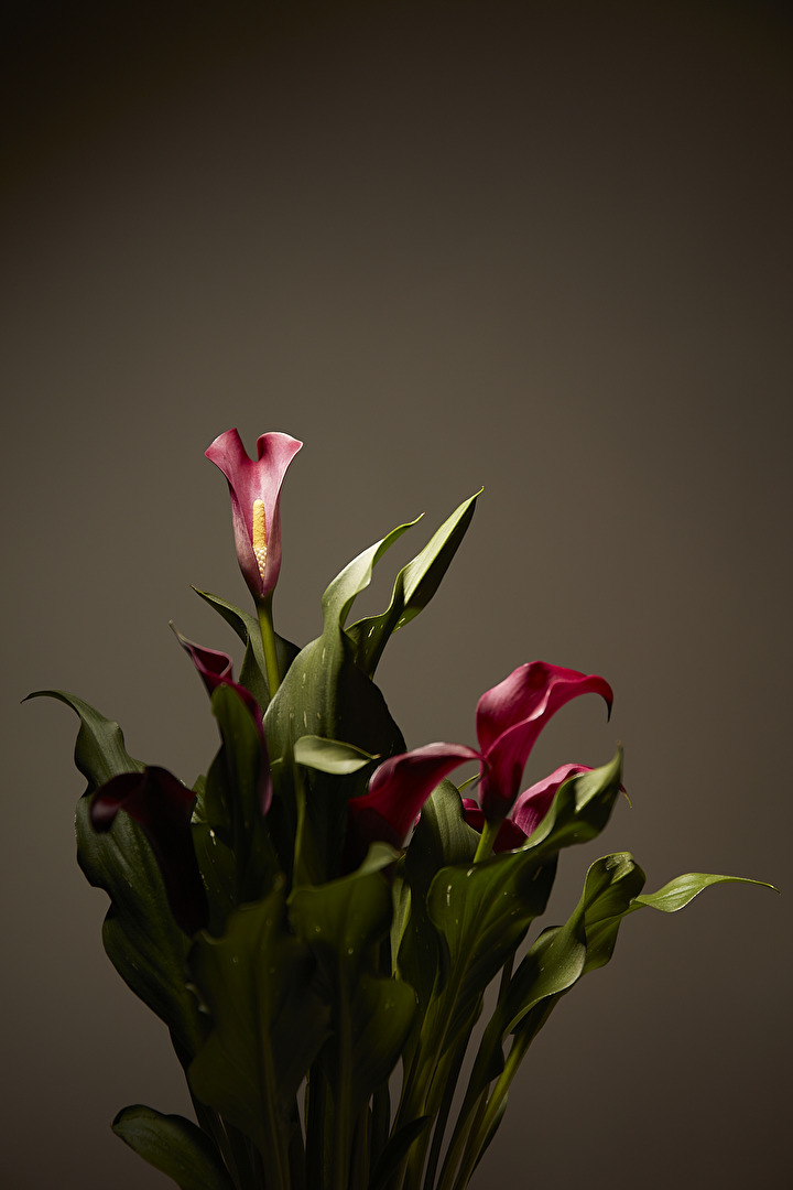 Nur ein Kelvin Spiel