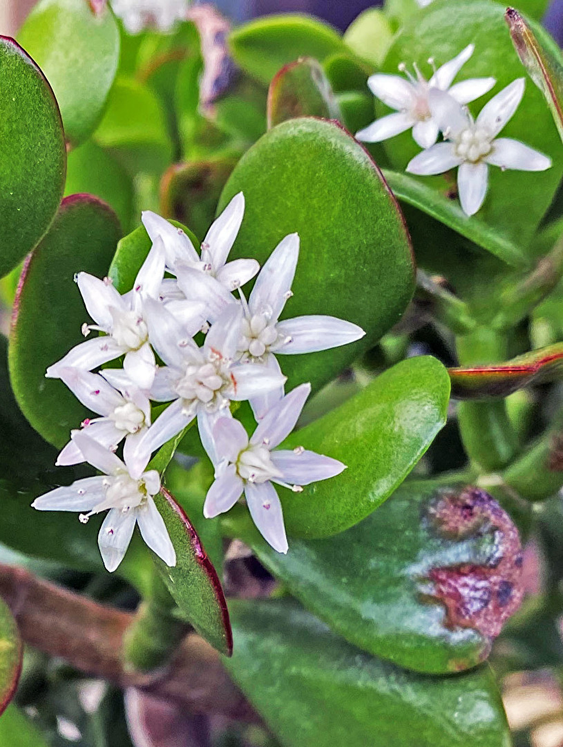mein Affenbrotbaum blüht...