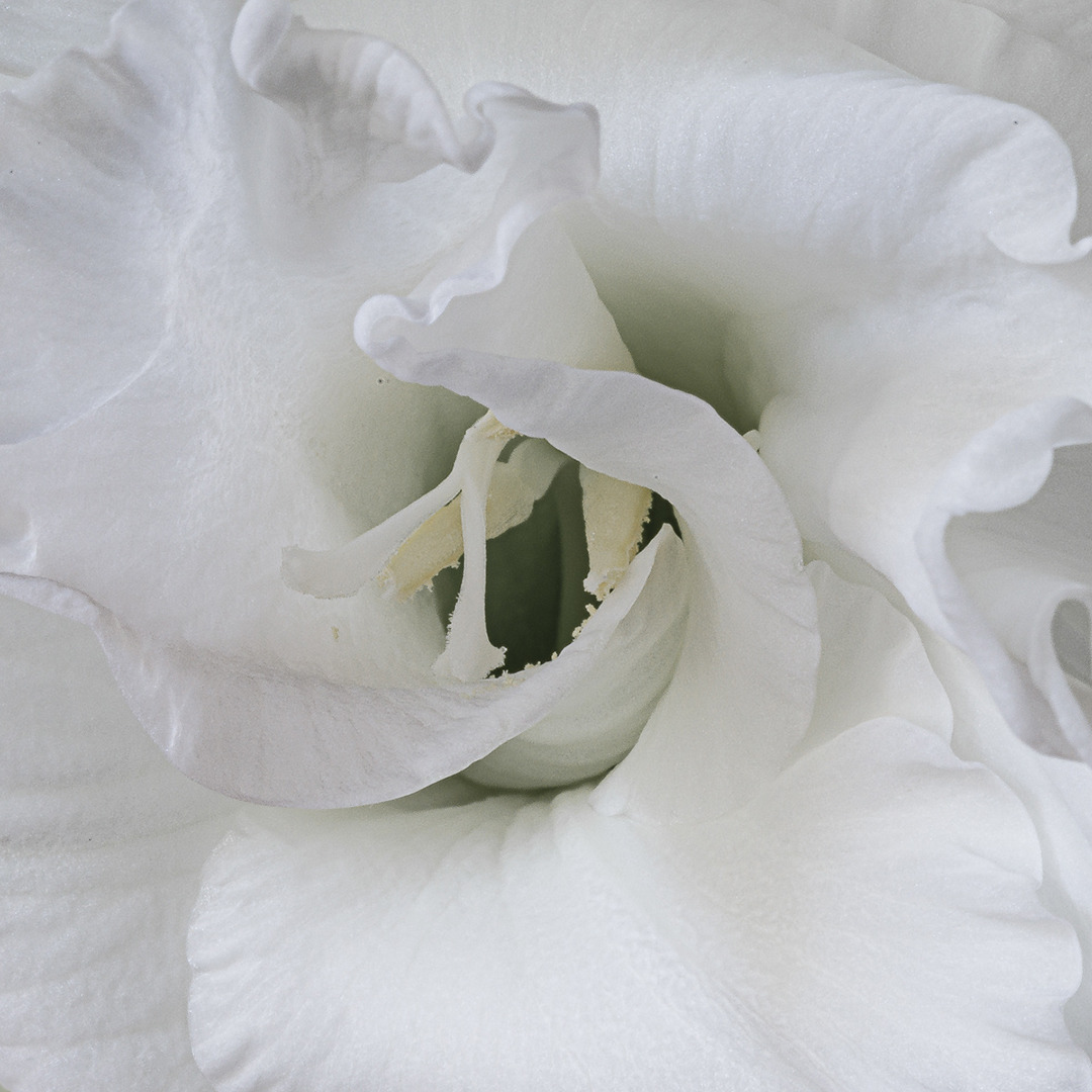 White gladiolus