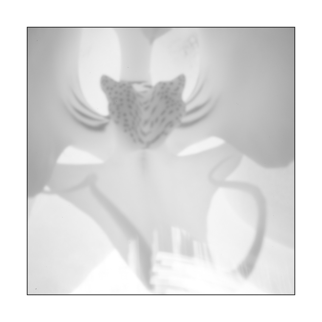 Pinhole Orchid