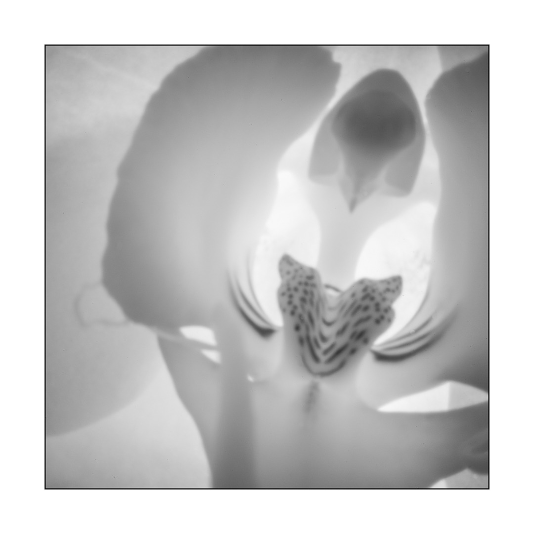 Pinhole Orchid