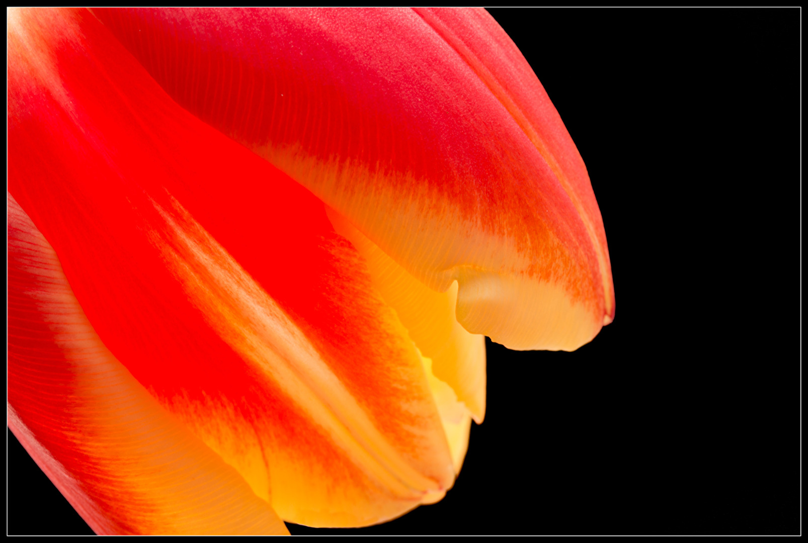 Tulip II