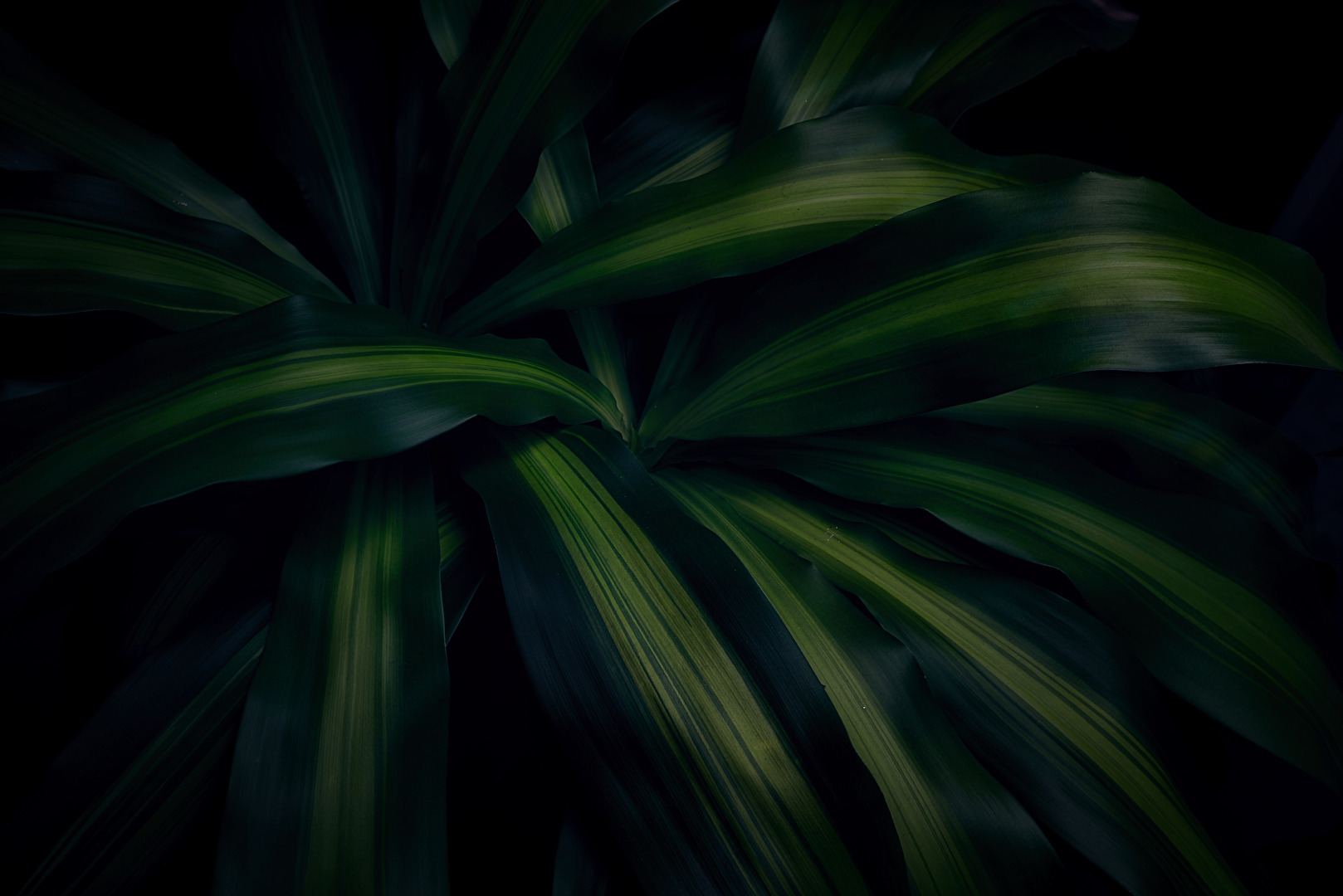 LowKey meines Drachenbaumes