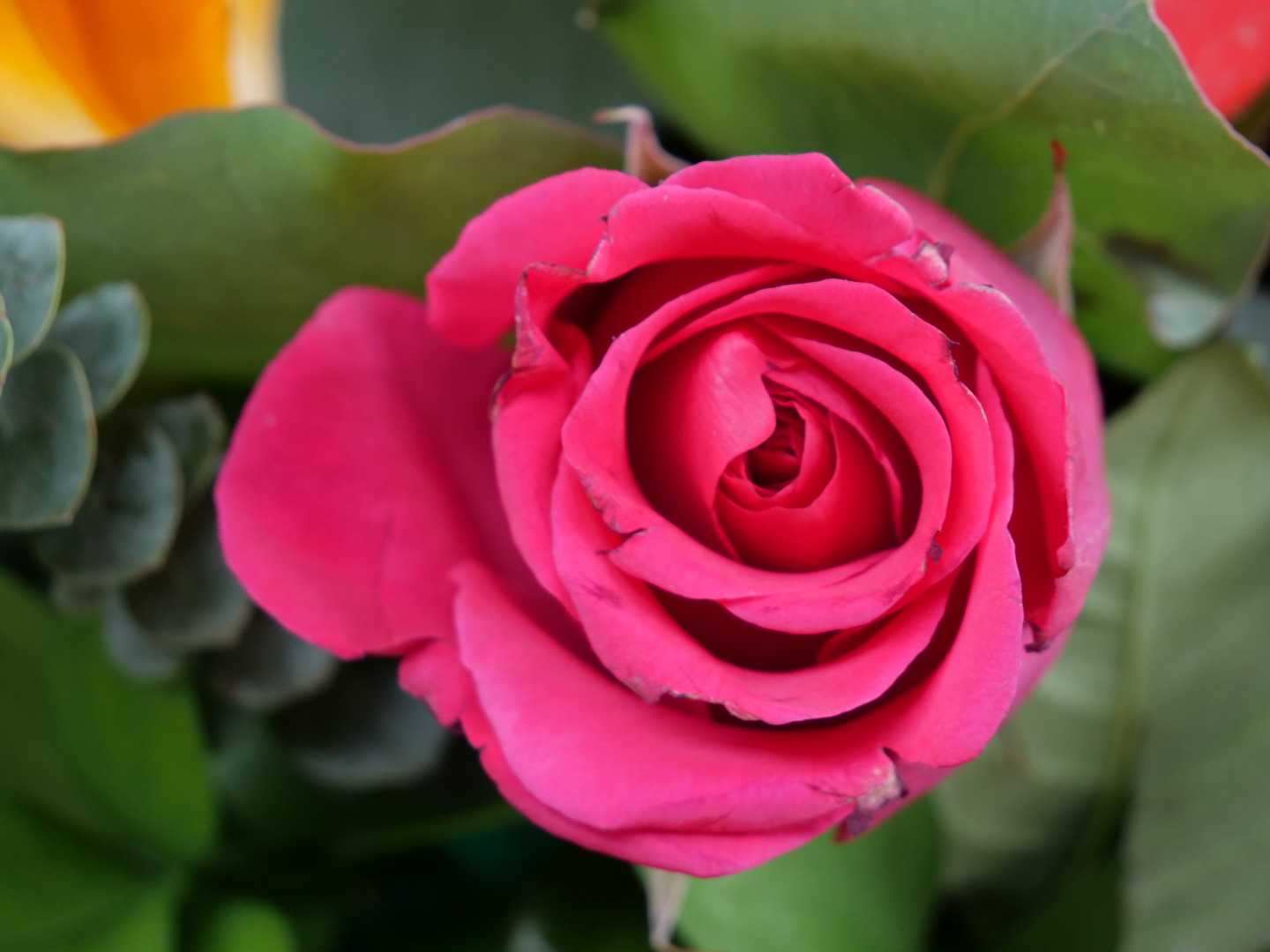 Rose vom Hochzeits Strauß