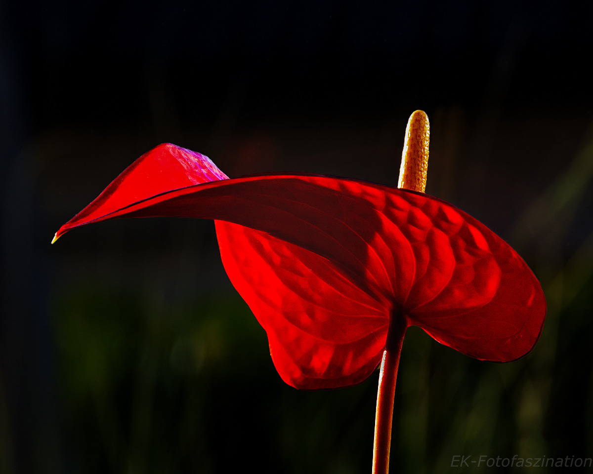 Rotes Blatt