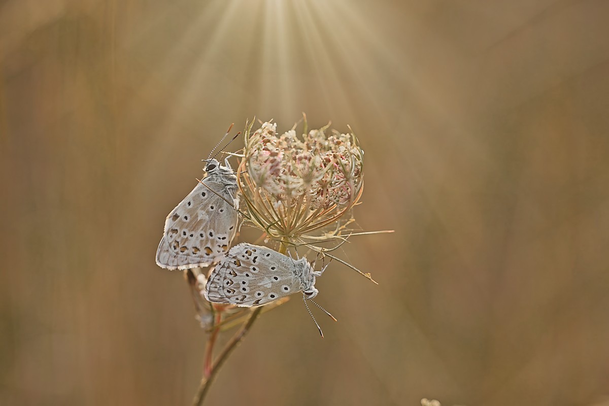Duo im Gegenlicht