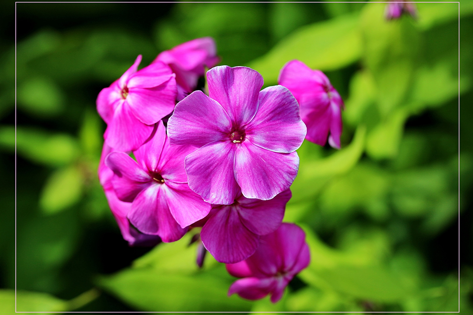 Phlox perenne