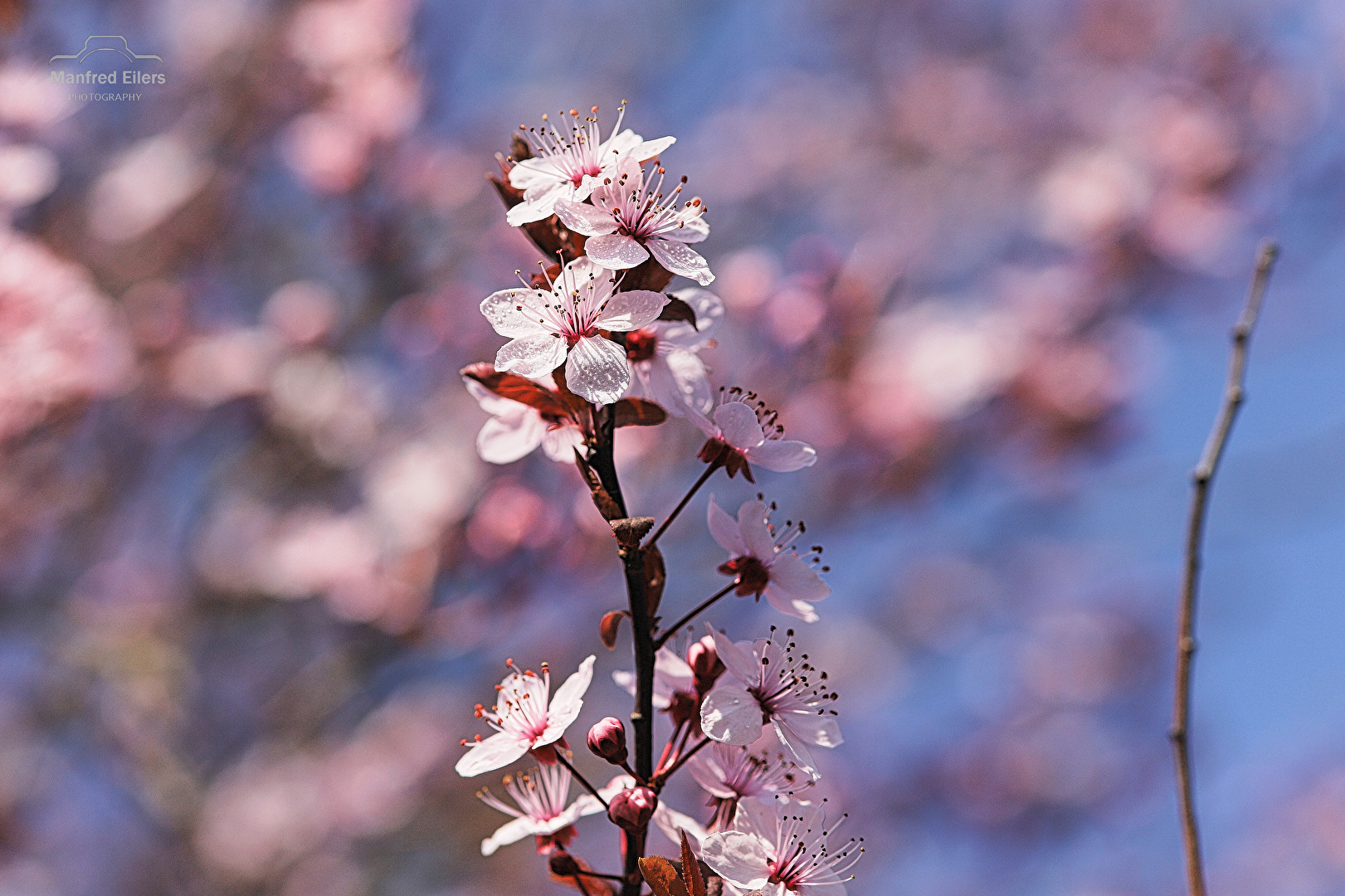 Kirschblüten