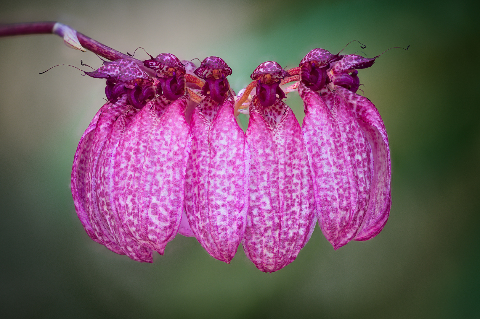 Orchidee - bulbophyllum