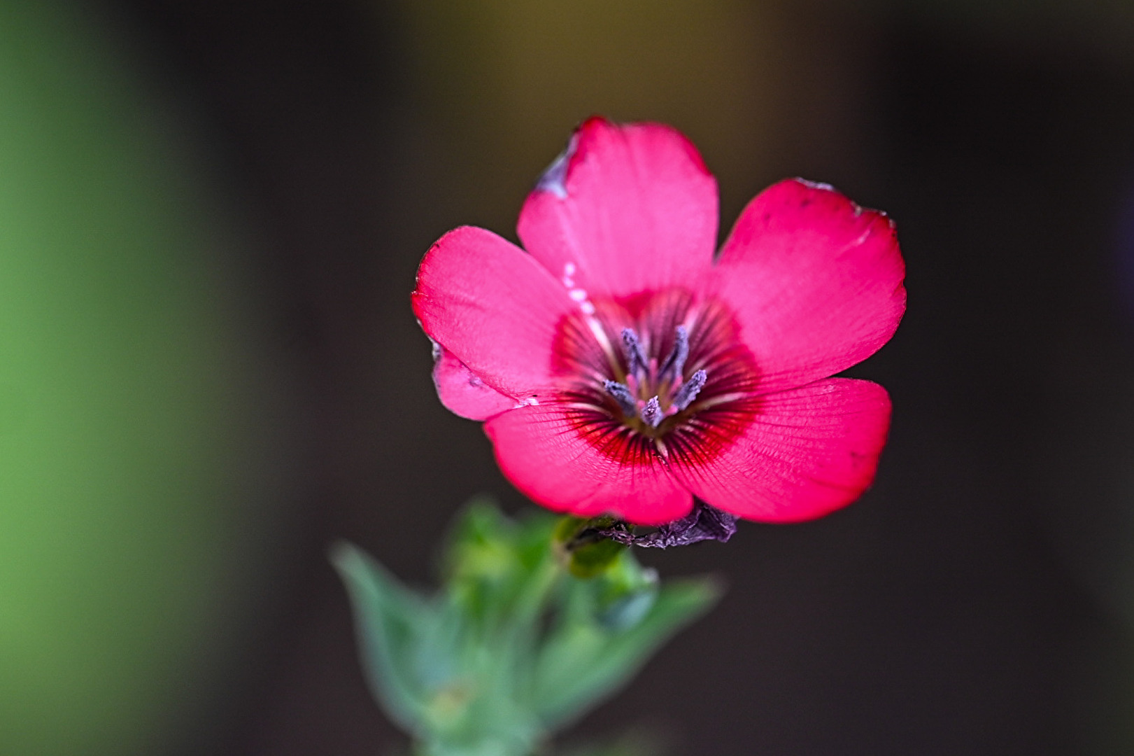 Roter Lein
