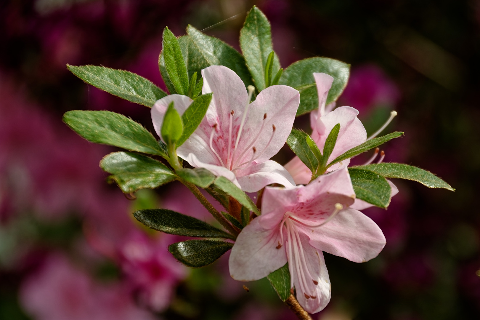 Rhododendron