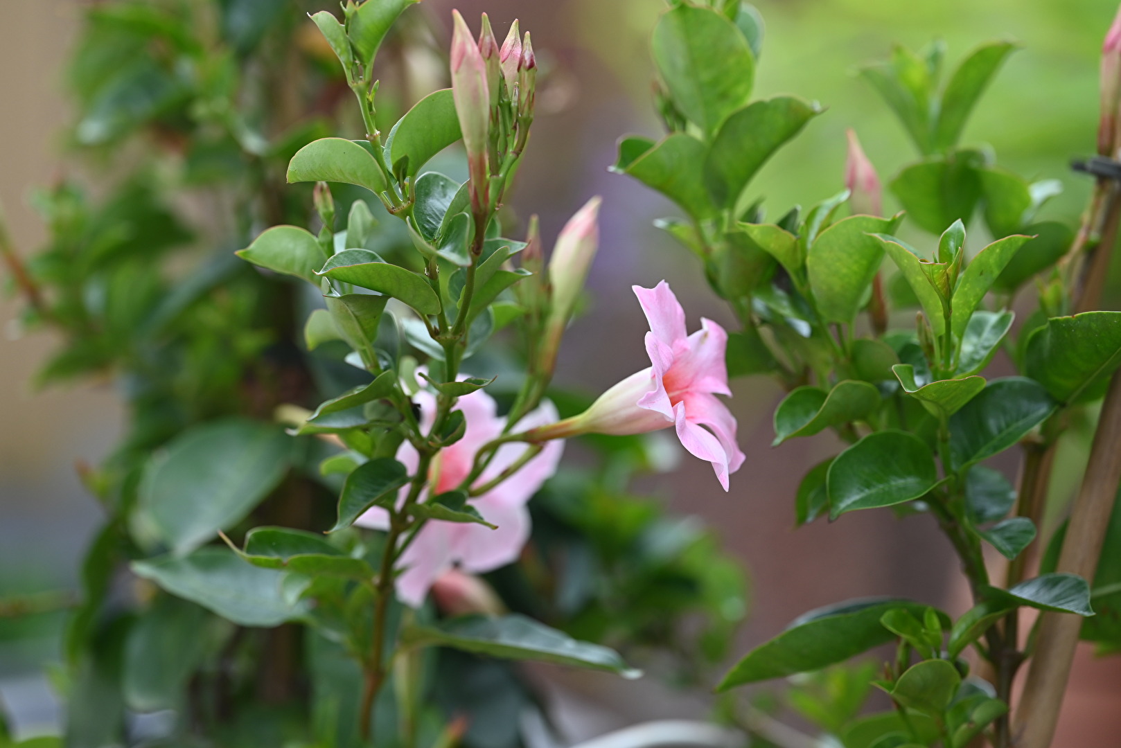 Dipladenia