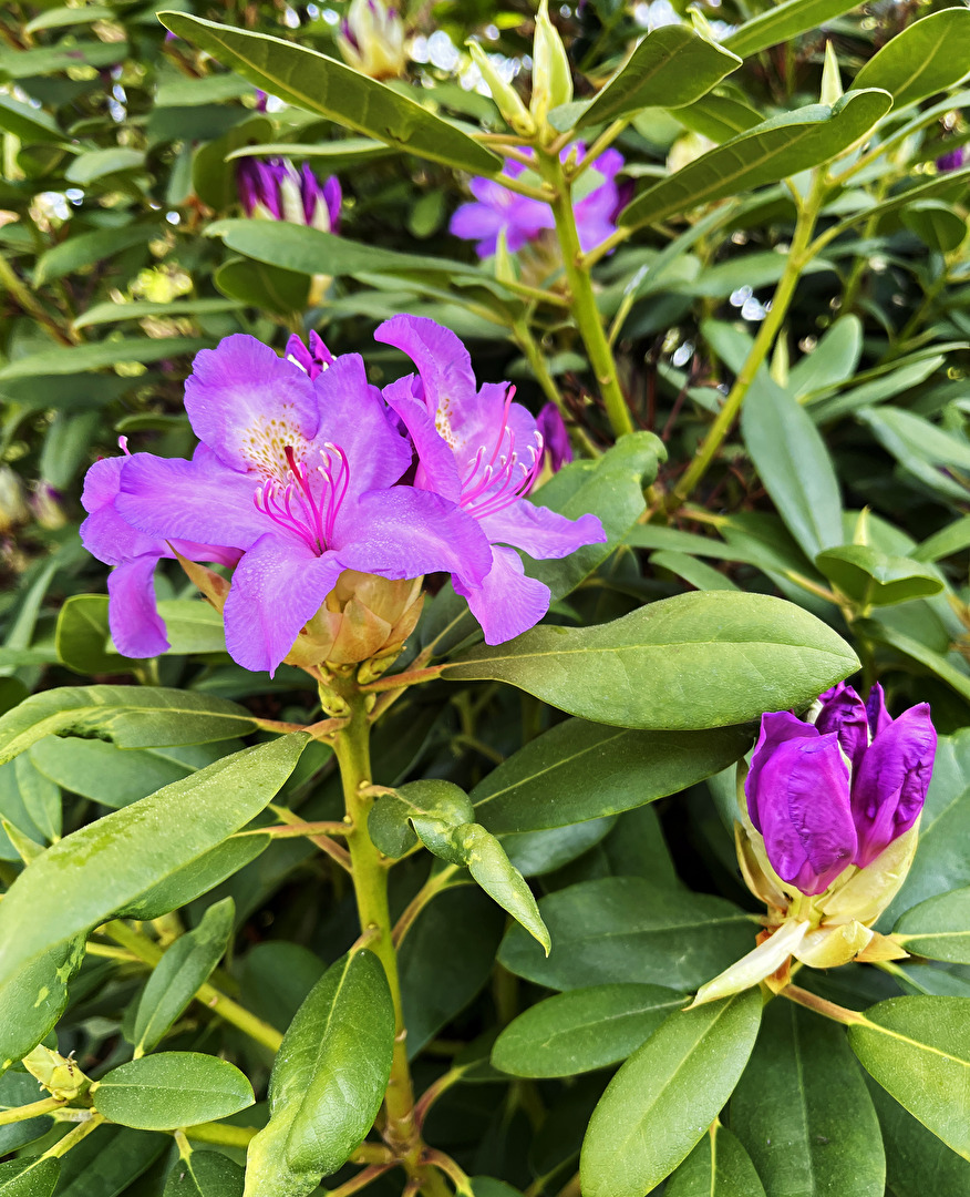 Rhododendron