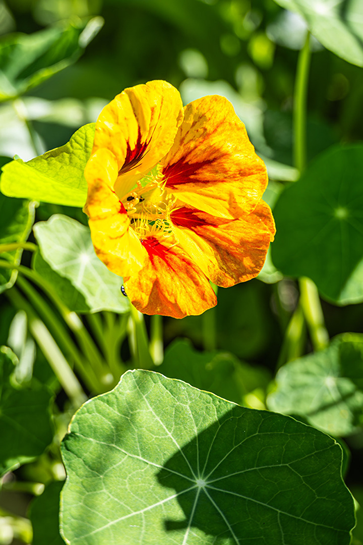 Large Nasturtium