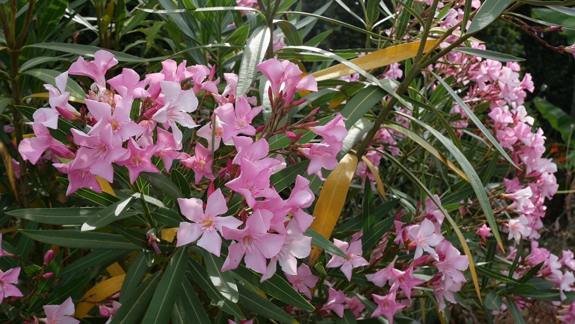 Oleander