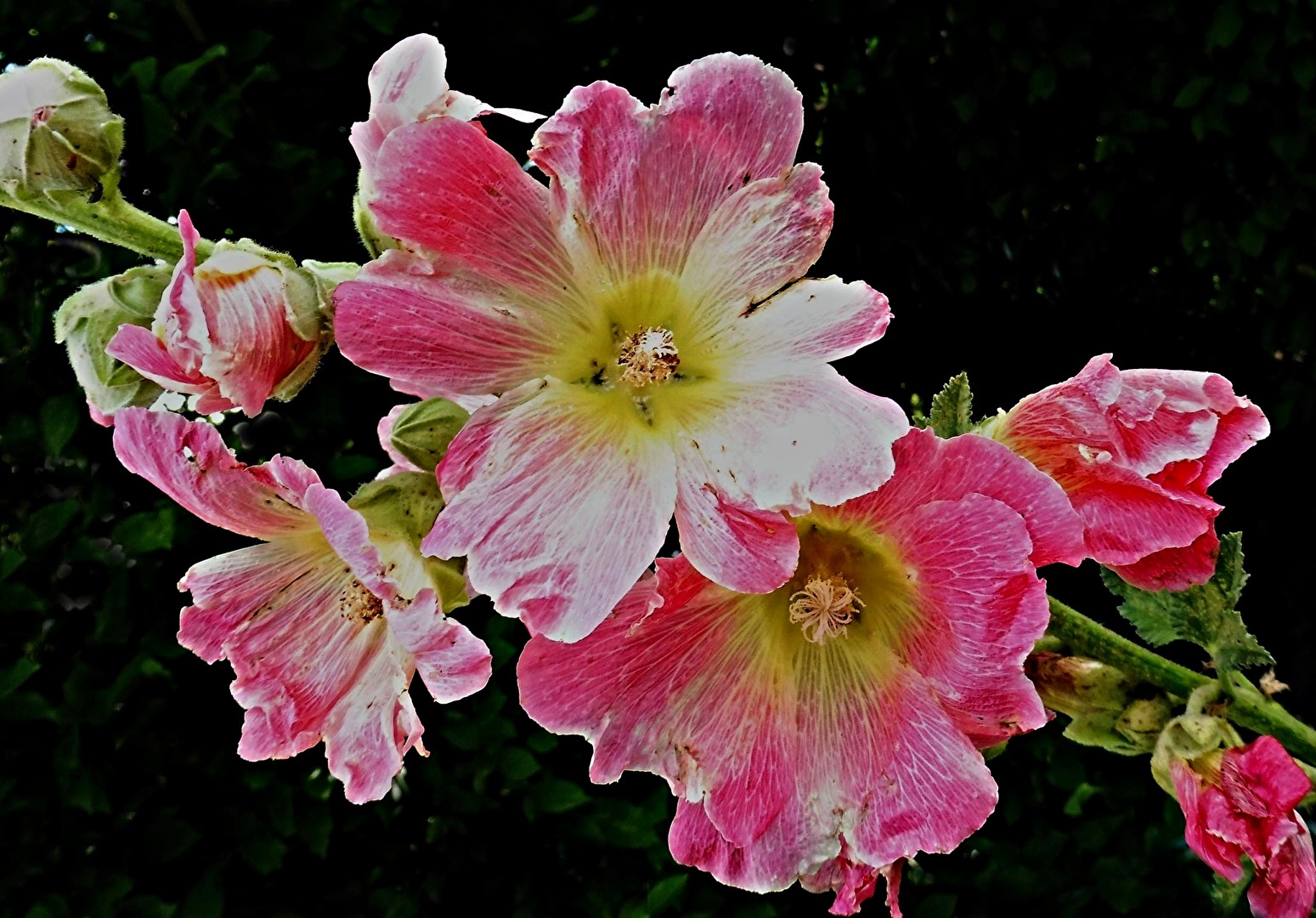 blooming hollyhocks