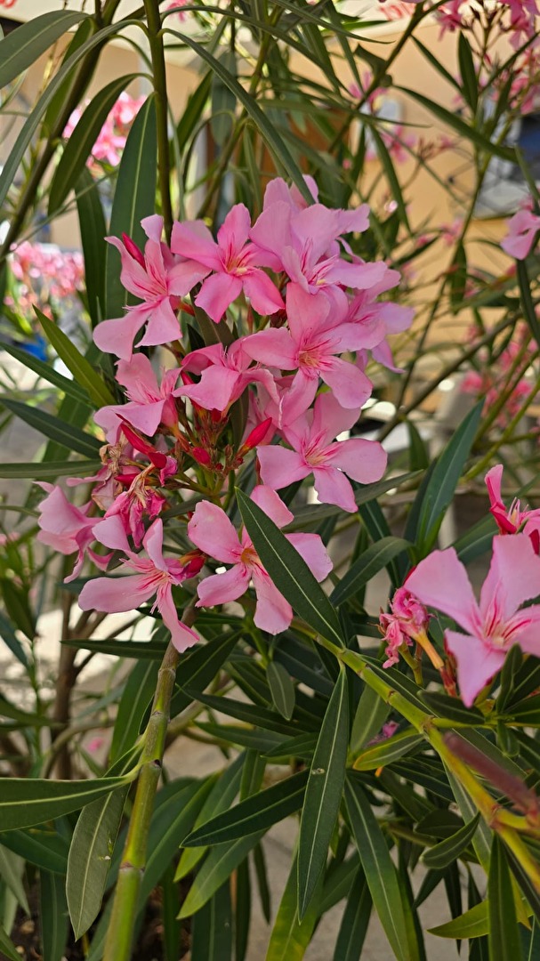 Oleanderblüten