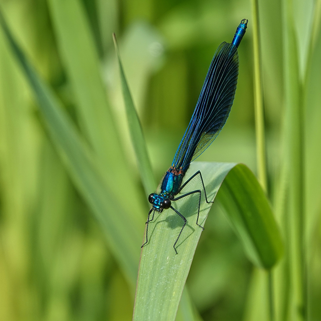 Gebänderte Prachtlibelle
