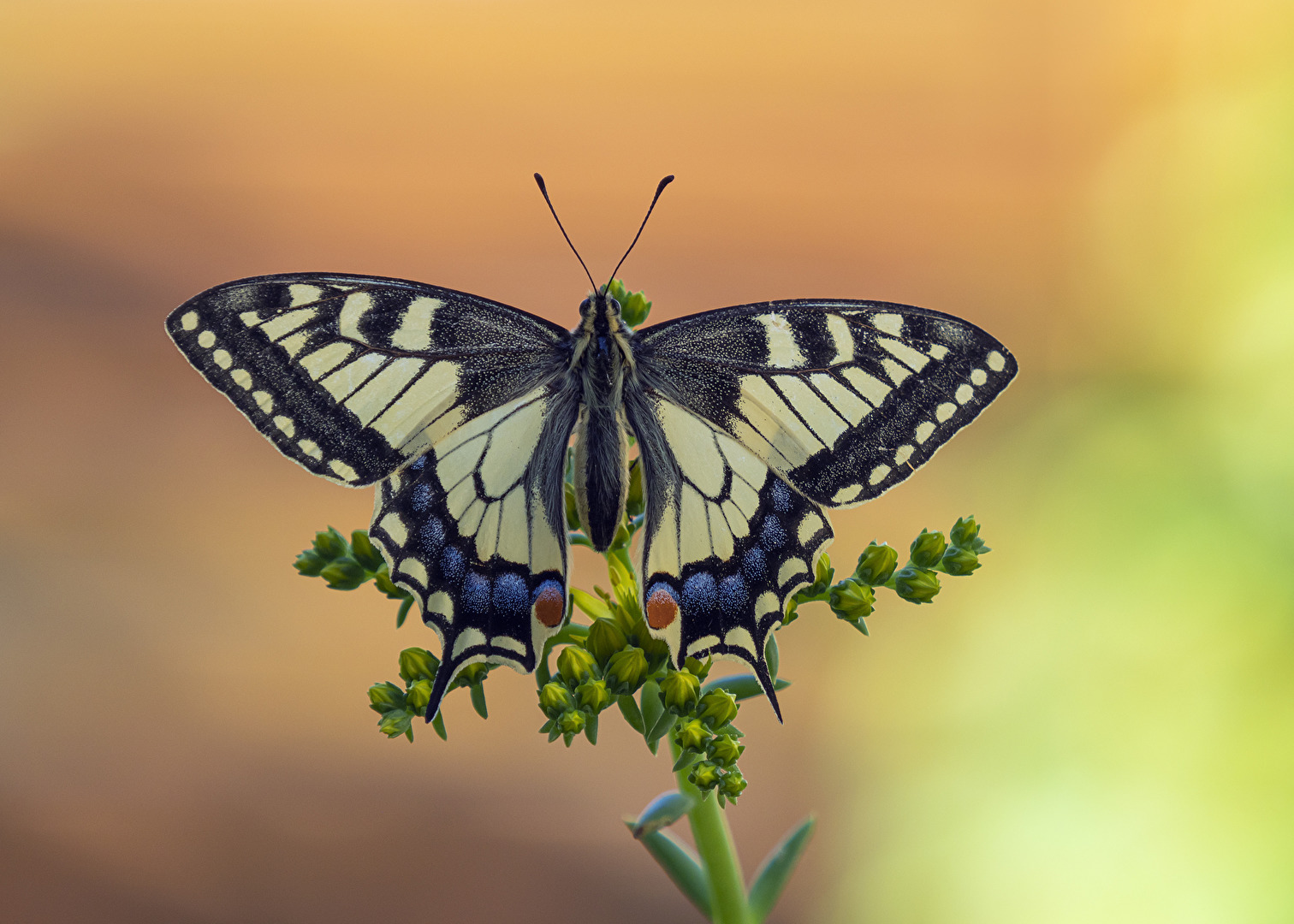 Papilio machaon - Schwalbenschwanz