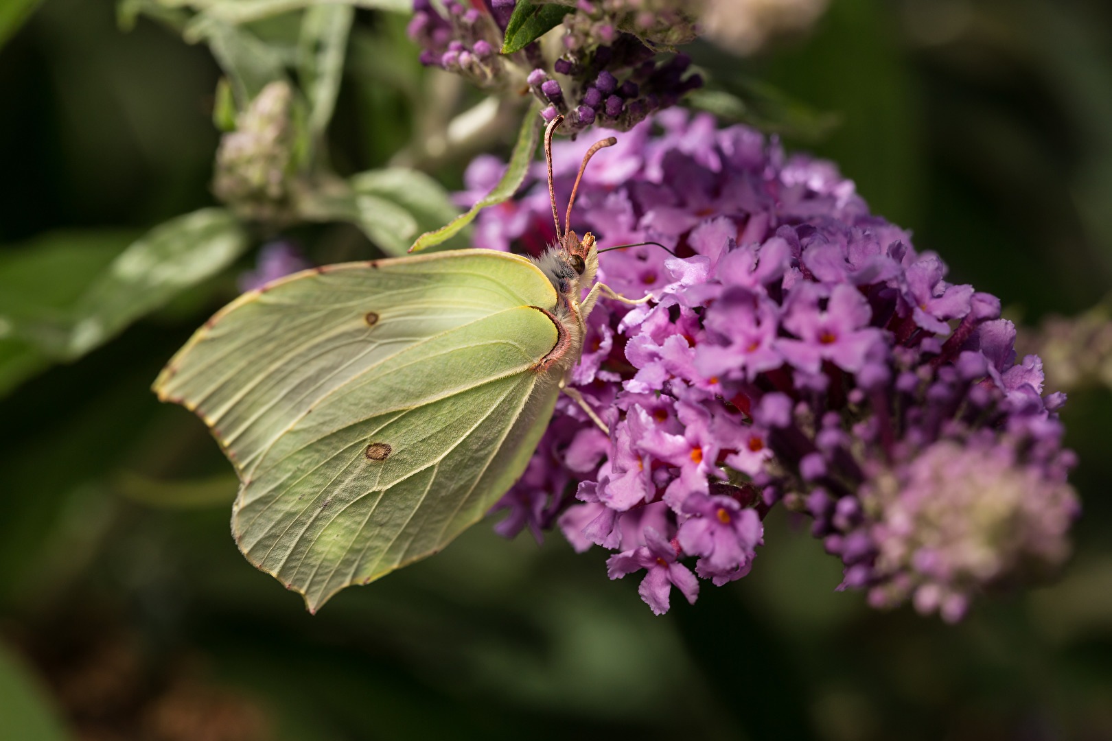 Zitronenfalter (Gonepteryx rhamni)