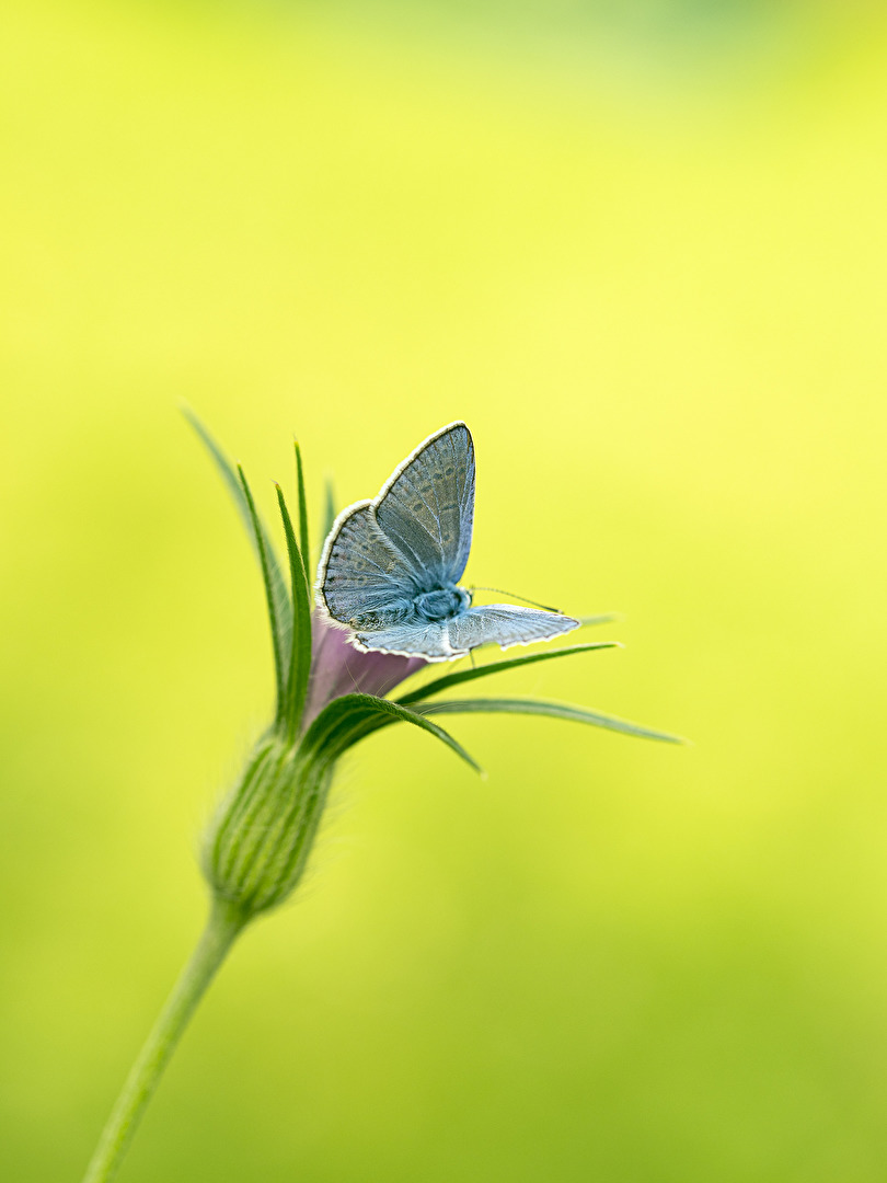 Hauhechel-Bläuling (Polyommatus icarus)