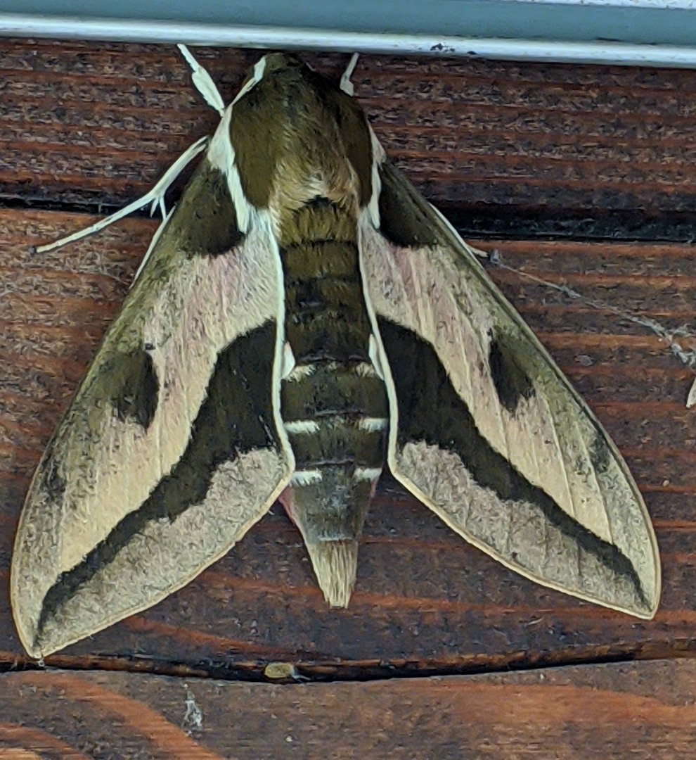 Wolfsmilchschwärmer