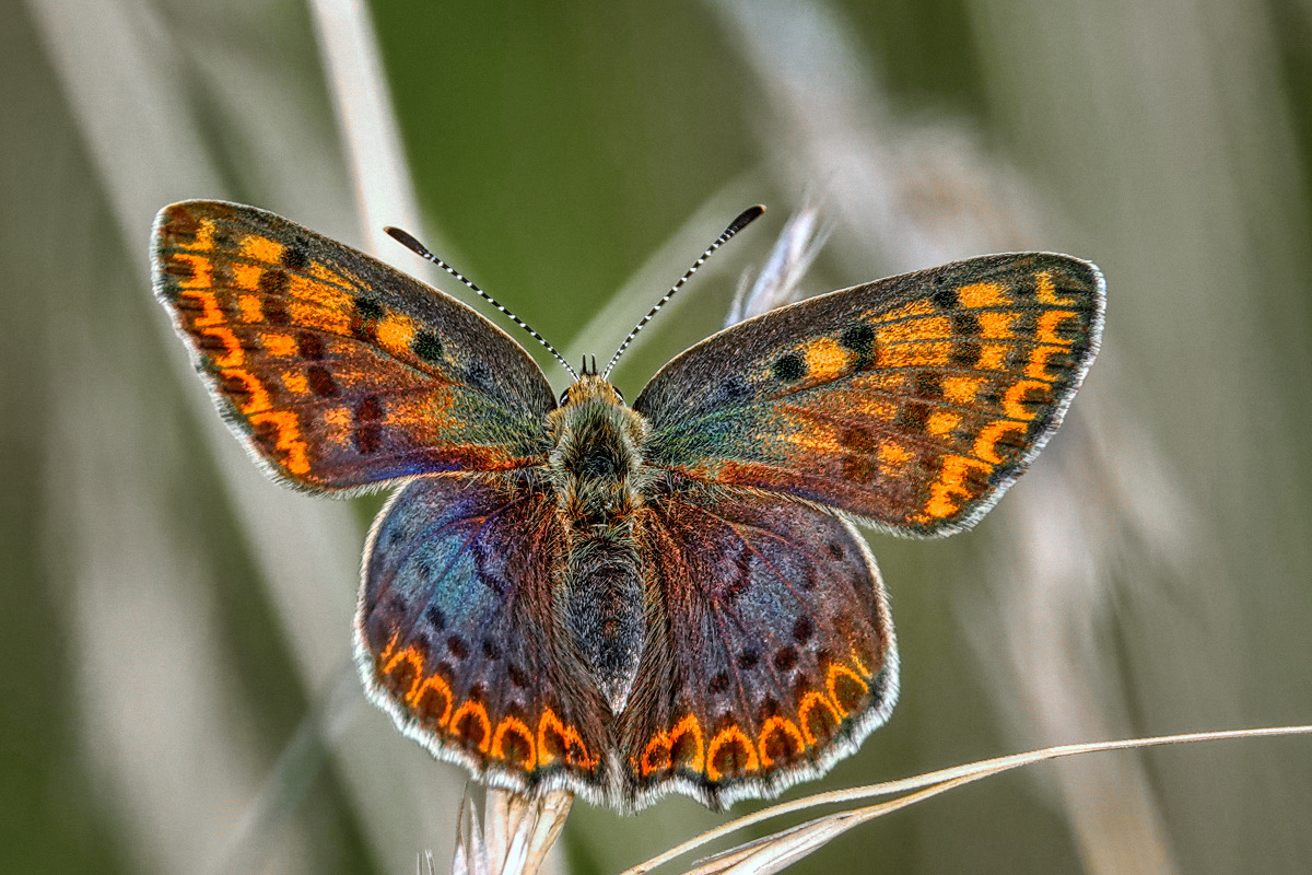 Brauner Feuerfalter